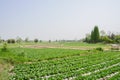 Countryside vegetable fields in sunny spring