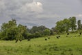 Cattle grazing on a hillside pasture under cloudy skies Royalty Free Stock Photo