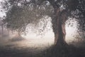 old olive tree in autumn foggy morning Royalty Free Stock Photo