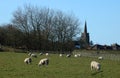 Sheep grazing in field, village church and trees Royalty Free Stock Photo