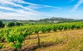 Countryside with Vine Grape scrubs near Belmonte town - Portugal