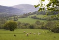 Countryside in Wales Royalty Free Stock Photo