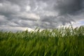 Countryside with wheat field and ominous stormy sky Royalty Free Stock Photo