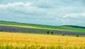 Countryside wild fild with violet lavender, yellow weath Royalty Free Stock Photo