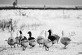 Countryside winter scene with geese