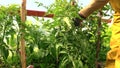 Countrywoman hand bind large tomato bush to stick