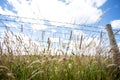 Barbed wire fence in front of a field of long grass in County Durham UK: 26th July 2020: Durham Heritage Coast