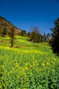 The county Luoping in eastern Yunnan is noted for beautiful scenery in spring with canola blossoms Royalty Free Stock Photo