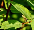 Grasshopper clinging to a milkweed leaf in the warm bright sunlight Jenningsville Pennsylvania Royalty Free Stock Photo