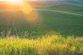 Sunlight over the farms and wheat fields Royalty Free Stock Photo