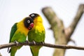 Coupe of yellow-collared lovebird (Agapornis personatus) on a branch Royalty Free Stock Photo