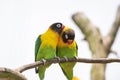 Coupe of yellow-collared lovebird (Agapornis personatus) on a branch Royalty Free Stock Photo