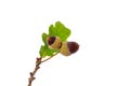 a couple of acorns sitting on top of a tree branch,