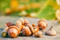 Various acorns on wooden surface