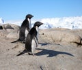 A couple of Adelie Penguins