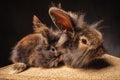 Couple of adorable lion head bunny rabbits with ears up