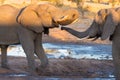 Couple of adult African Elephant facing each others at waterhole. Wildlife Safari in the Chobe National Park, travel destination i Royalty Free Stock Photo