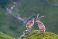 Couple adult alpine capra ibex capricorn standing on rock with v