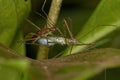 Couple of Adult Assassin Bugs Royalty Free Stock Photo