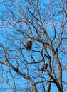 Couple of adult bald eagles perched in treee with blue sky behind Royalty Free Stock Photo