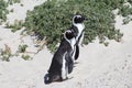 2 African Penguins