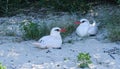 Couple of adult red-tailed tropicbirds Phaethon rubricauda of Madagascar Royalty Free Stock Photo