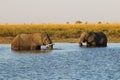 Couple of the African bush elephants swimming in the lake Royalty Free Stock Photo