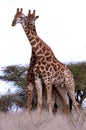 Couple of African Giraffes Royalty Free Stock Photo