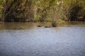 Couple of African hippopotamus these amphibious animals live in the wildlife in the African savannah