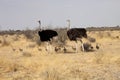 Couple African ostrich with chicks, Etosha National Park, Namibia Royalty Free Stock Photo
