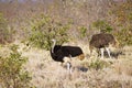 Couple of African Ostrichs standing in savannah in Kruger National park Royalty Free Stock Photo