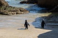 A couple of african penguin at boulders beach South Africa Royalty Free Stock Photo