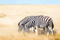 Couple of african plains zebra on the dry brown savannah Royalty Free Stock Photo