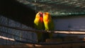 Couple of agapornis parrots in the cage