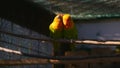 Couple of agapornis parrots in the cage