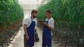 Couple agronomists monitoring tomato harvest production in greenhouse plantation