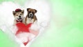 Couple of akita inu and boxer in heart shape