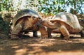 Couple of Aldabra giant tortoises endemic species - one of the largest tortoises in the world in zoo Nature park on Mauritius