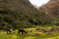 Llamas eating green grass on the Andes along the Inca Trail. No people.