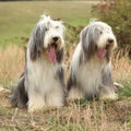 Couple of amazing bearded collies