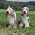 Couple of amazing bearded collies Royalty Free Stock Photo