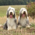 Couple of amazing bearded collies