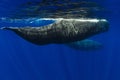 Couple amazing sperm whales in deep ocean