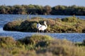 Couple of American Flamingos in the water of the Ebro Delta