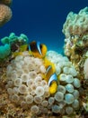 Couple of anemone fish