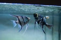 Couple of angel fish in fish tank