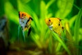 Couple of angelfishes Pterophyllum scalare isolated in tank fish with blurred background