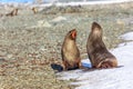 Couple of antarctic fur seals playing and barking at each other Royalty Free Stock Photo