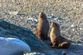 Couple of antarctic fur seals playing and barking at each other