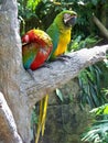 couple of ara parrots are sitting on the tree Royalty Free Stock Photo